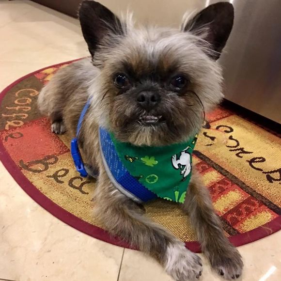 Meet your Posher, Paola - Picture 1 of 1